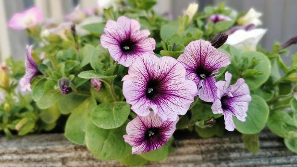 10 گل تابستانی زیبا و مقاوم به گرما