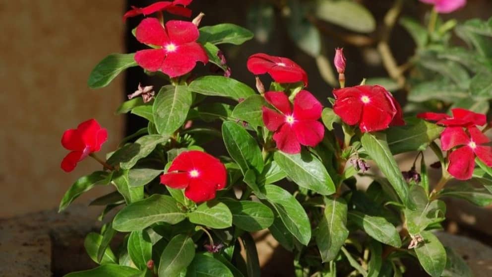 10 گل تابستانی زیبا و مقاوم به گرما