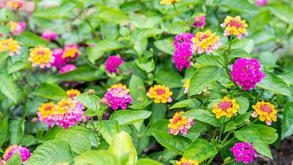 10 گل تابستانی زیبا و مقاوم به گرما