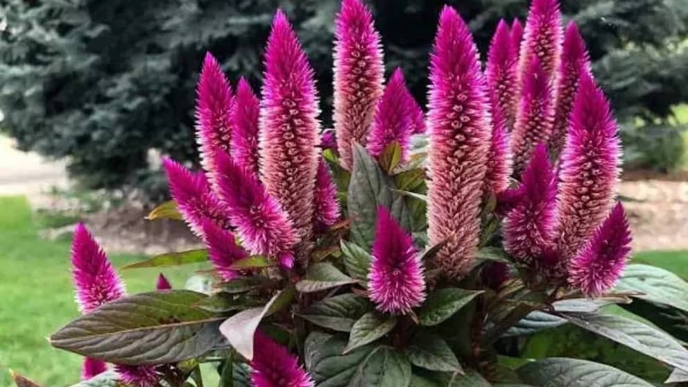 10 گل تابستانی زیبا و مقاوم به گرما