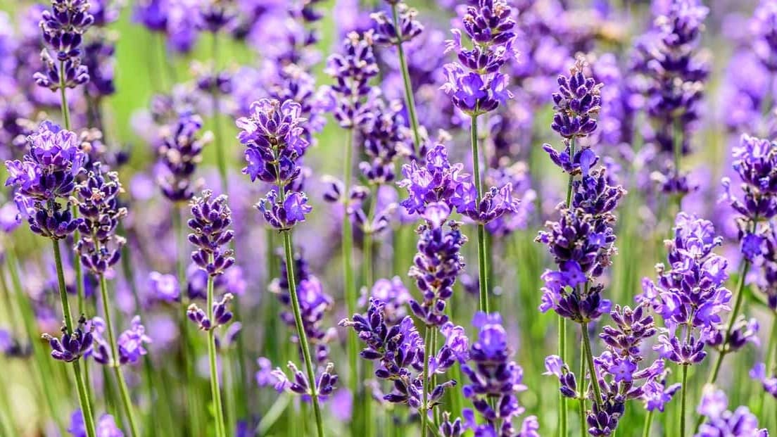 10 گل تابستانی زیبا و مقاوم به گرما