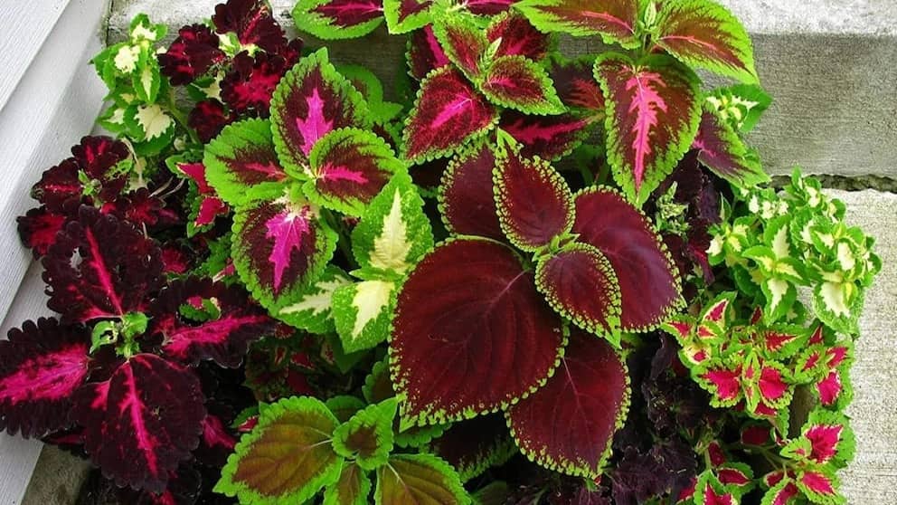 10 گل تابستانی زیبا و مقاوم به گرما