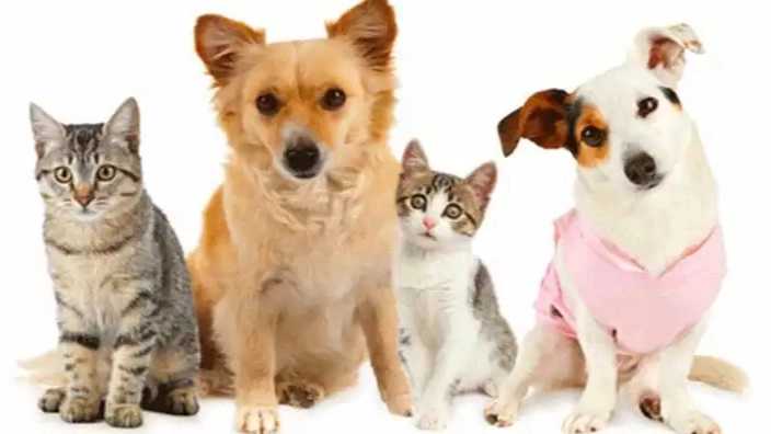 Pav Veterinary Clinic in Kalachai, Gilan