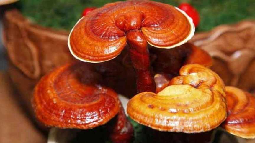 قارچ گانودرما چیست؟