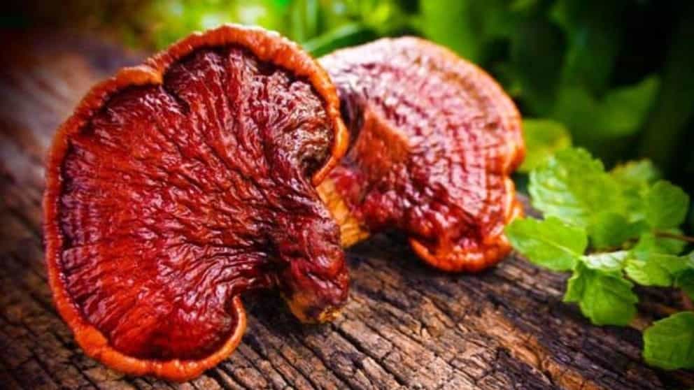 What is Ganoderma mushroom?