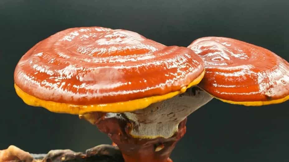 Ganoderma Mohammadian