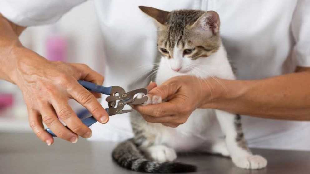 نکاتی خواندنی درباره آرایش حیوانات خانگی