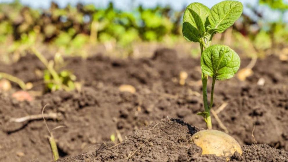 A few things you should know about potatoes