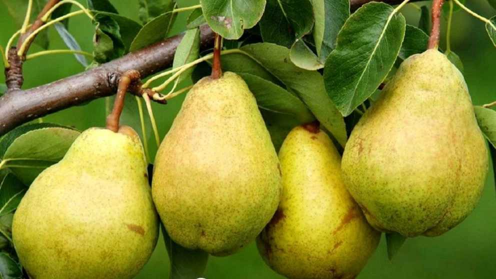 انواع میوه های تابستانی