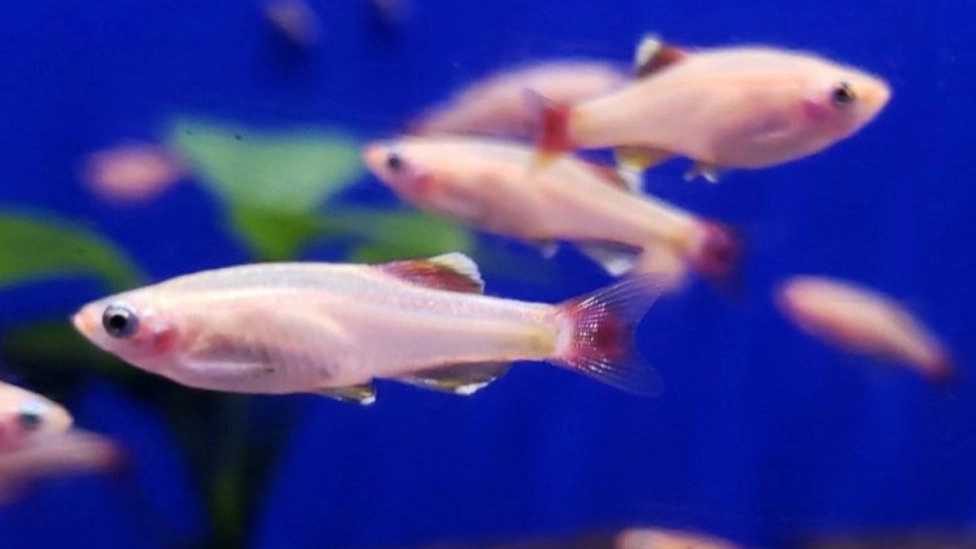 انواع ماهی های آکواریومی