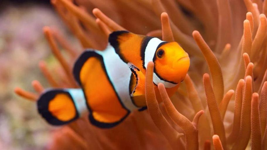 Types of aquarium fish