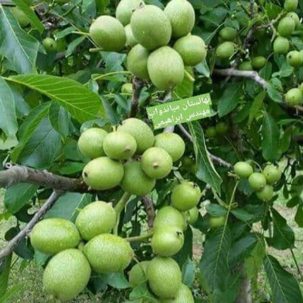 نهالستان ارس زرینه نهالستان ارس زرینه