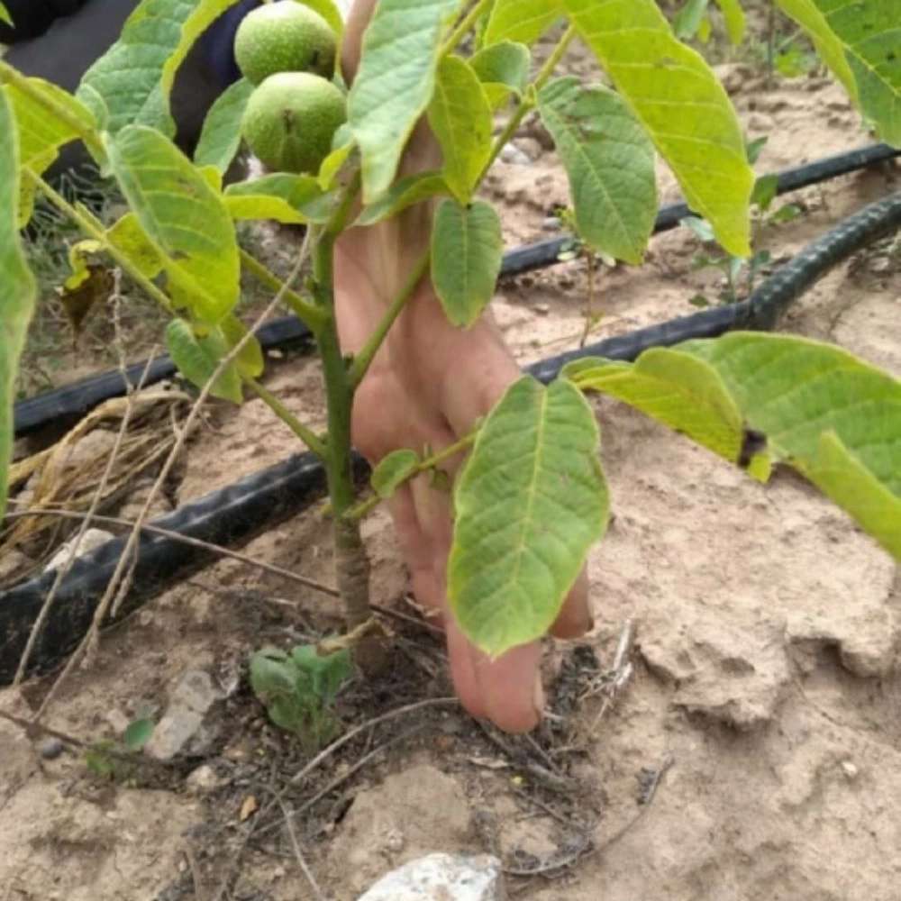 نهالستان ارس زرینه نهالستان ارس زرینه