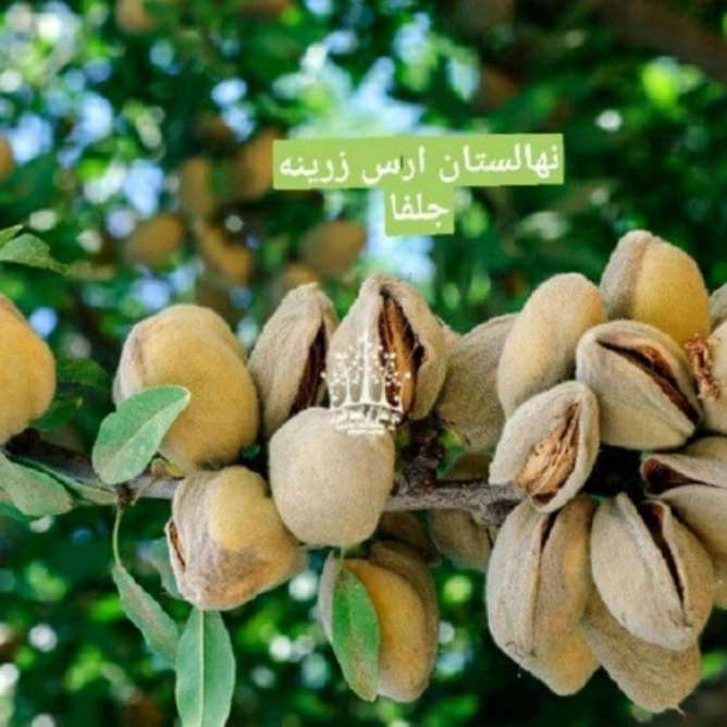 نهالستان ارس زرینه نهالستان ارس زرینه
