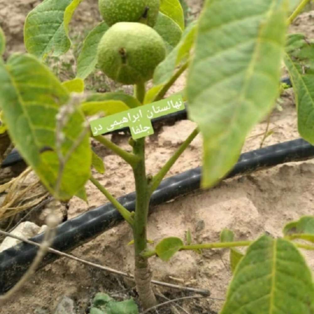 نهالستان ارس زرینه نهالستان ارس زرینه