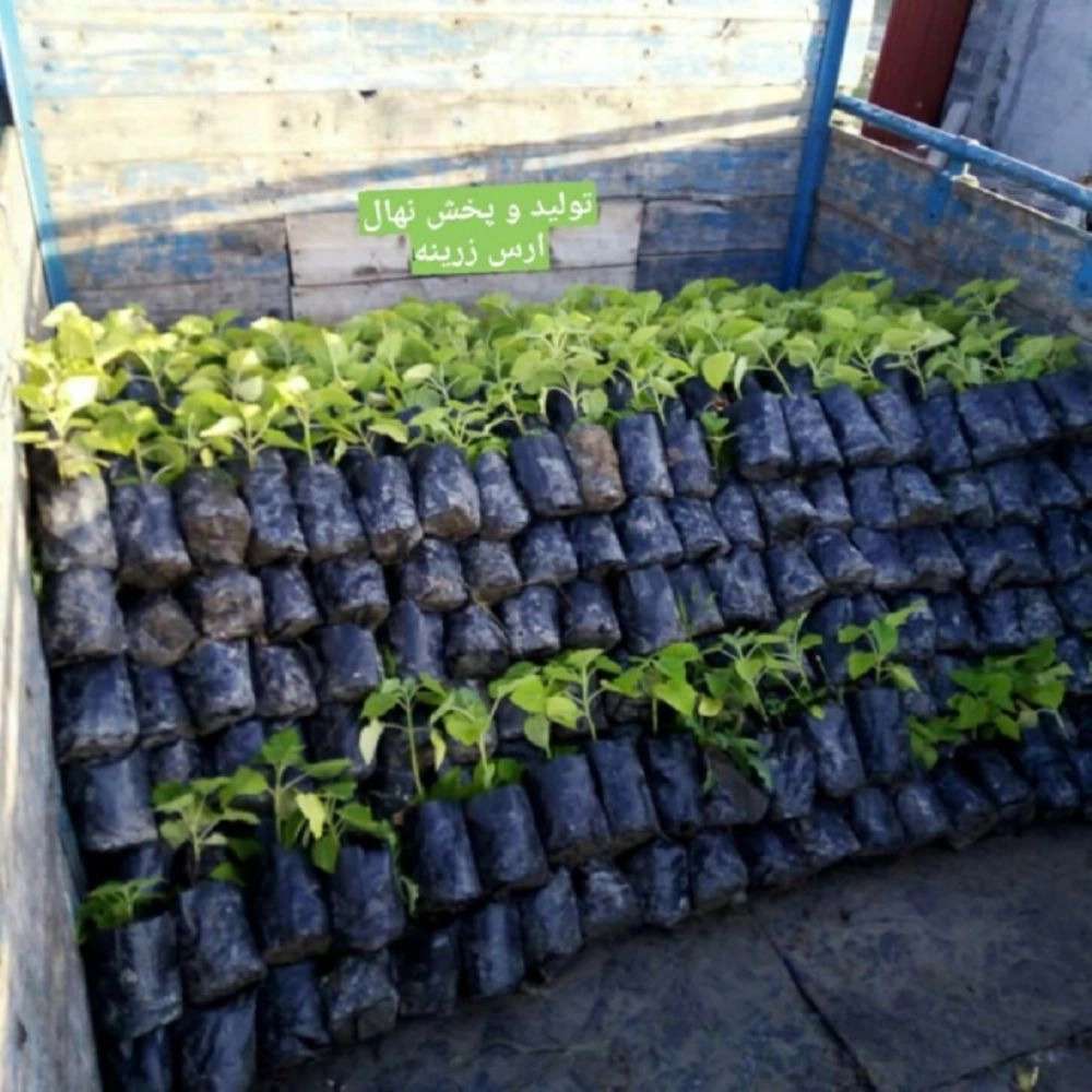 نهالستان ارس زرینه نهالستان ارس زرینه