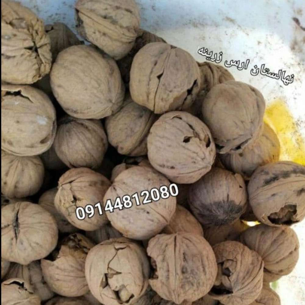 نهالستان ارس زرینه نهالستان ارس زرینه