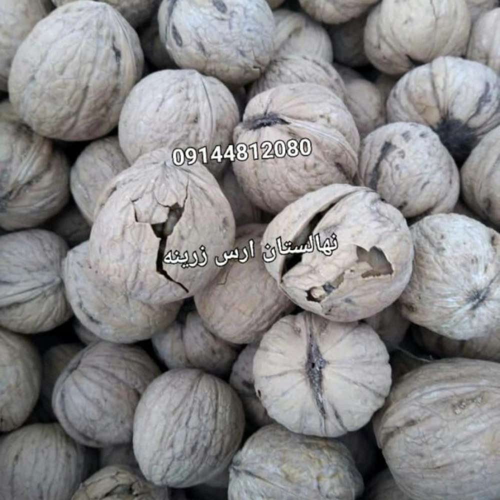 نهالستان ارس زرینه نهالستان ارس زرینه
