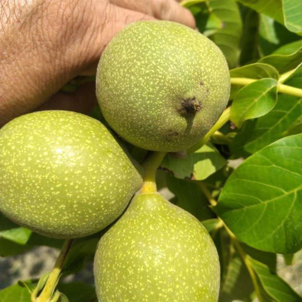 فروش نهال میوه در میاندوآب فروش نهال میوه در میاندوآب