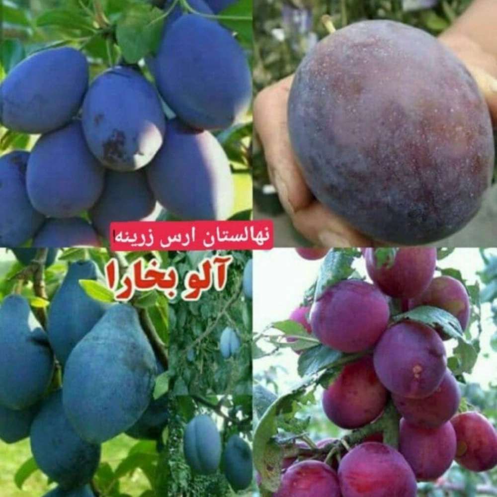فروش نهال میوه در میاندوآب فروش نهال میوه در میاندوآب