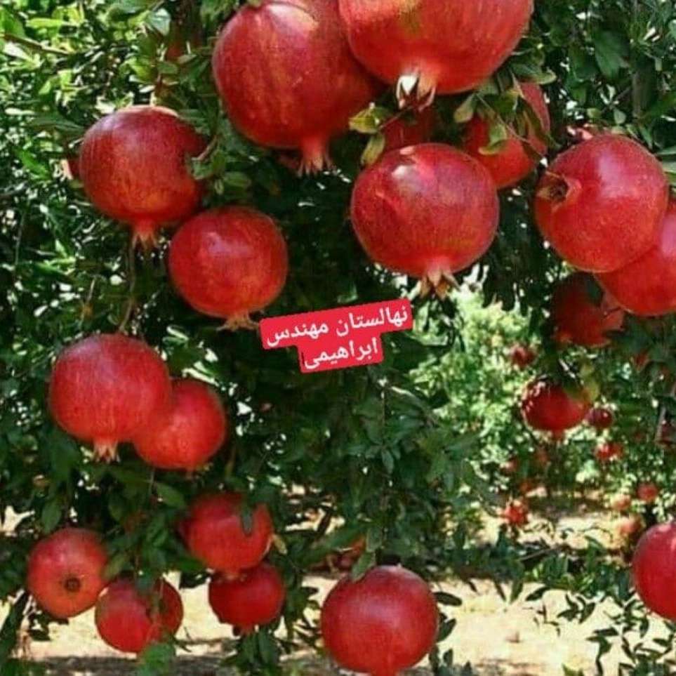 فروش نهال میوه در میاندوآب فروش نهال میوه در میاندوآب