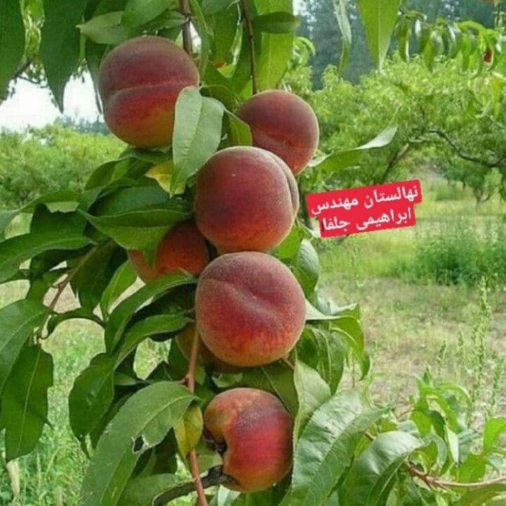 فروش نهال میوه در میاندوآب فروش نهال میوه در میاندوآب