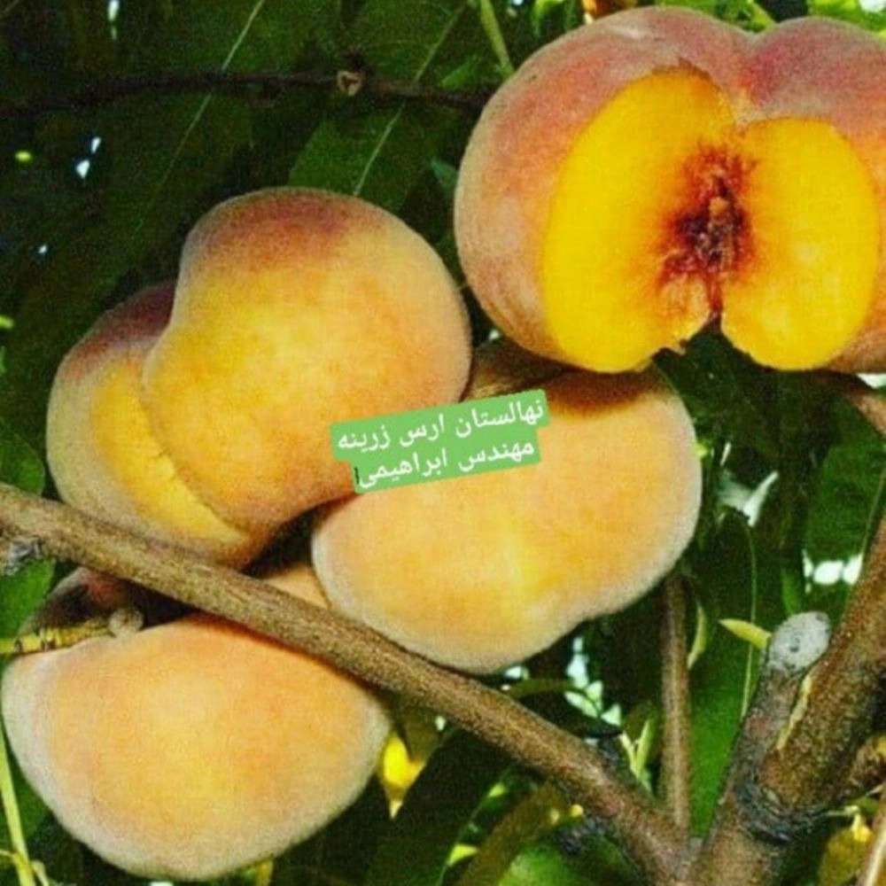 فروش نهال میوه در میاندوآب فروش نهال میوه در میاندوآب