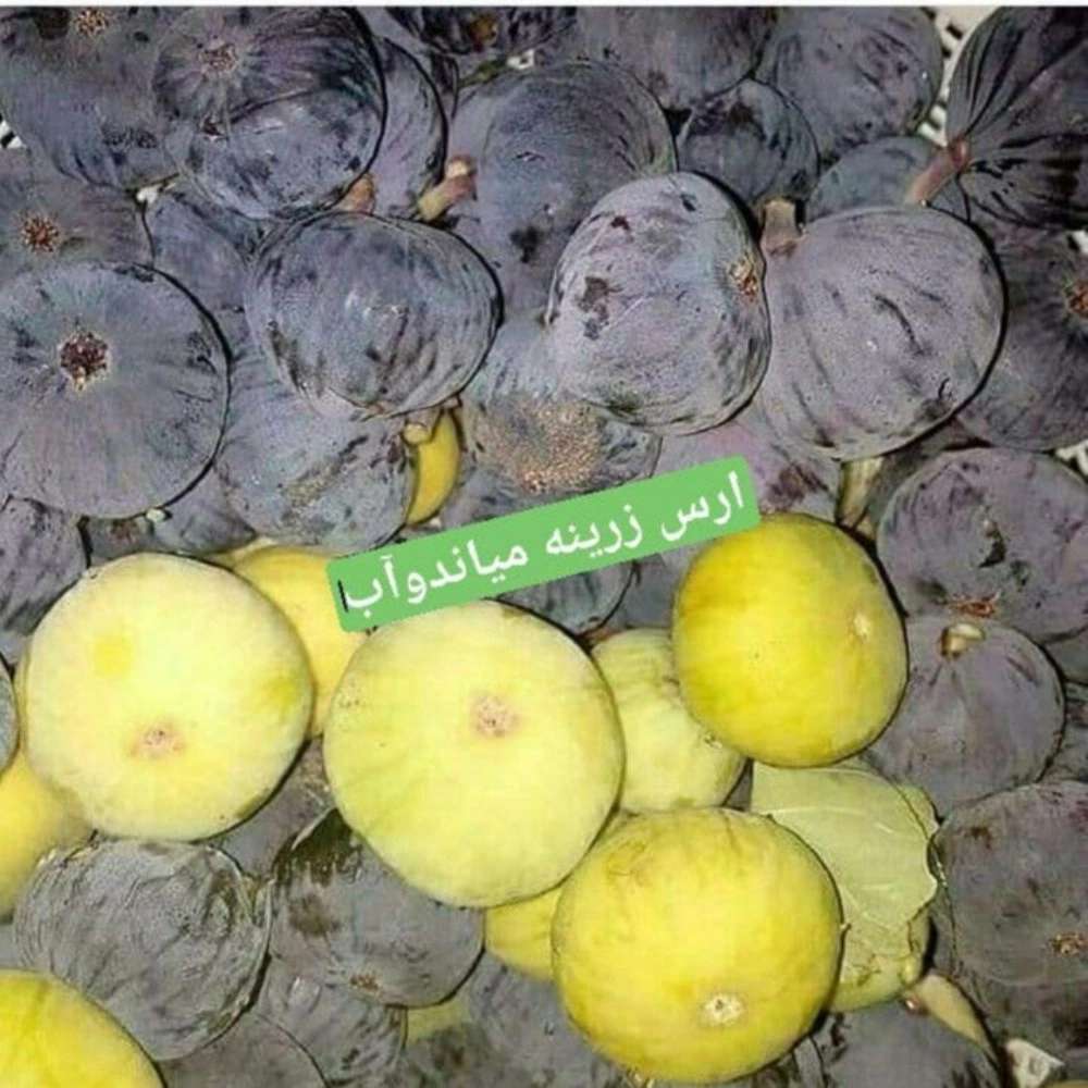 فروش نهال میوه در میاندوآب فروش نهال میوه در میاندوآب