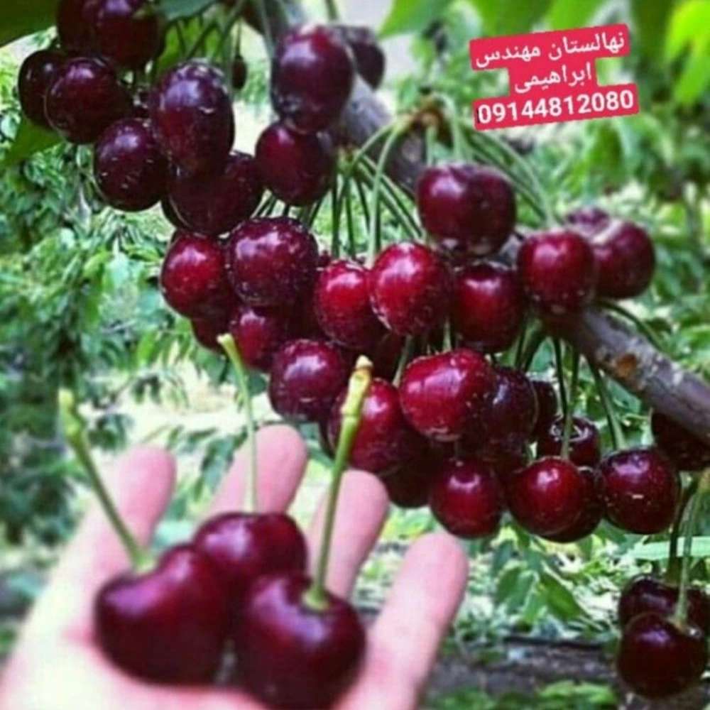 فروش نهال میوه در میاندوآب فروش نهال میوه در میاندوآب