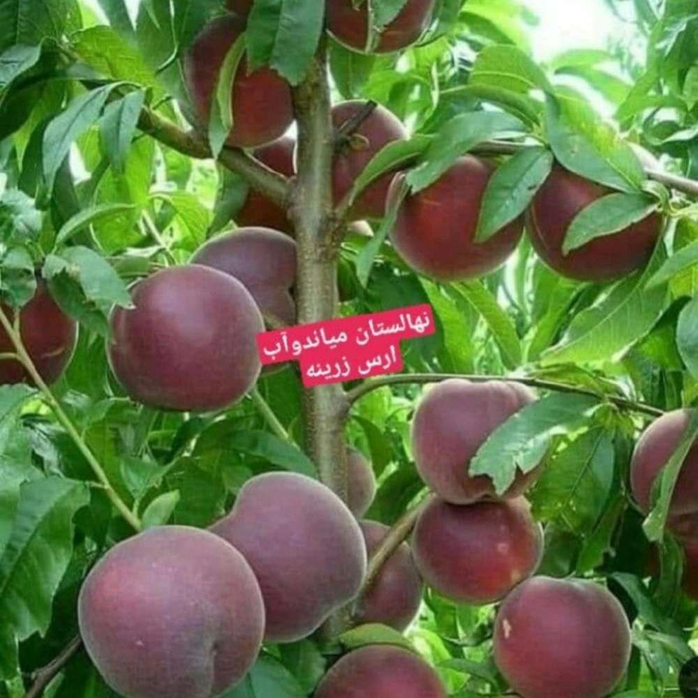 فروش نهال میوه در میاندوآب فروش نهال میوه در میاندوآب