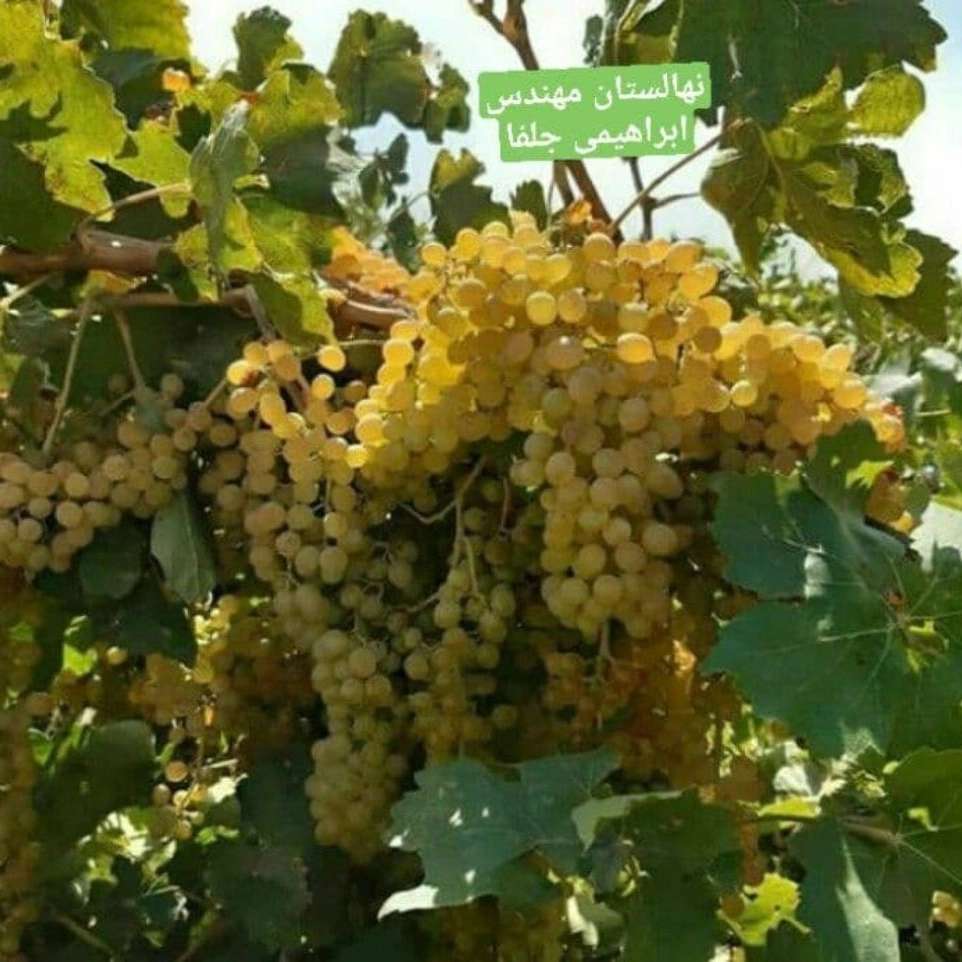 نهالستان ارس زرینه نهالستان ارس زرینه