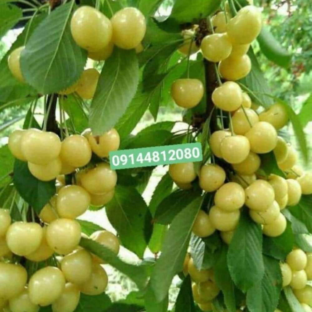 نهالستان ارس زرینه نهالستان ارس زرینه