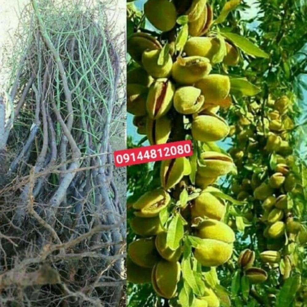 نهالستان ارس زرینه نهالستان ارس زرینه