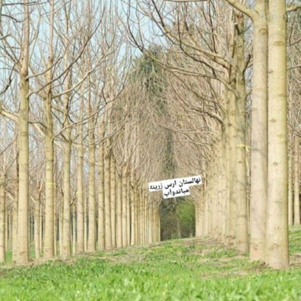 فروش نهال گردو زردآلو هلو سیب در جلفا فروش نهال گردو زردآلو هلو سیب در جلفا