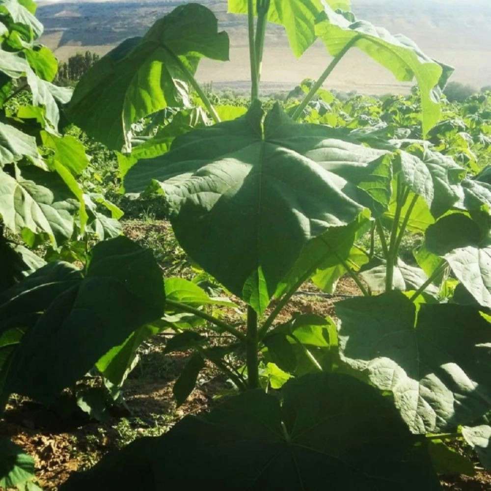 فروش نهال گردو زردآلو هلو سیب در جلفا فروش نهال گردو زردآلو هلو سیب در جلفا
