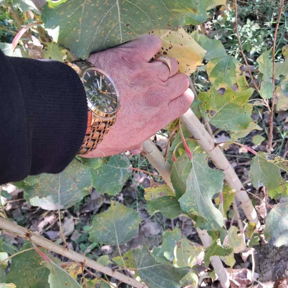 فروش نهال گردو زردآلو هلو سیب در جلفا فروش نهال گردو زردآلو هلو سیب در جلفا