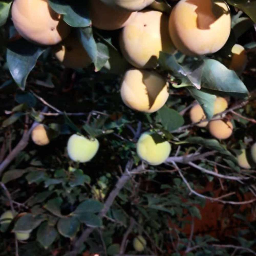 نهالستان ارس زرینه در میاندوآب نهالستان ارس زرینه در میاندوآب