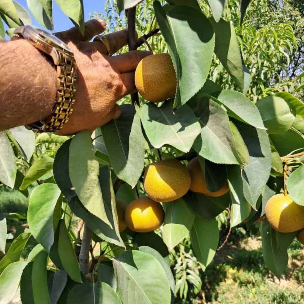 نهال گلابی پرتقالی نهال گلابی پرتقالی