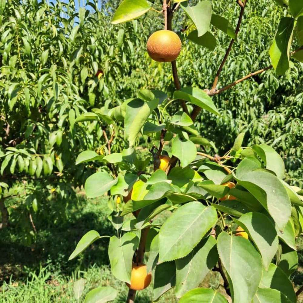 نهال گلابی پرتقالی نهال گلابی پرتقالی