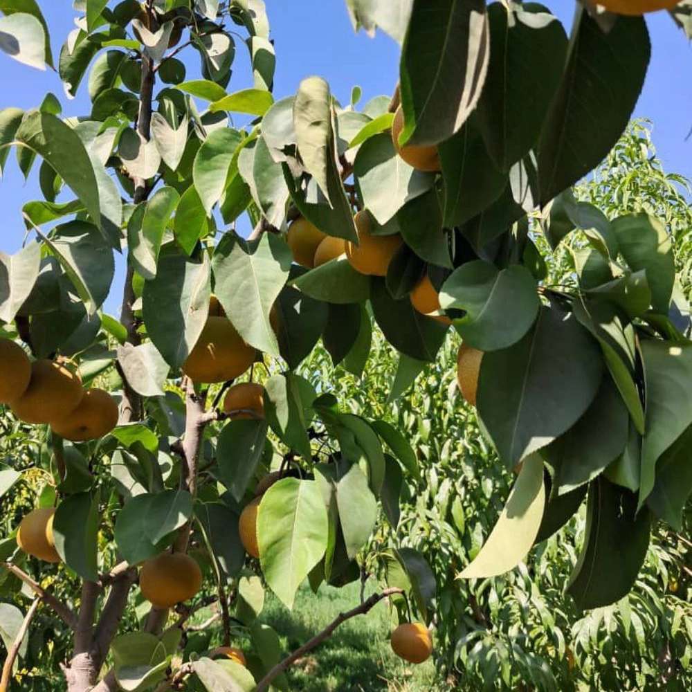 نهال گلابی پرتقالی نهال گلابی پرتقالی