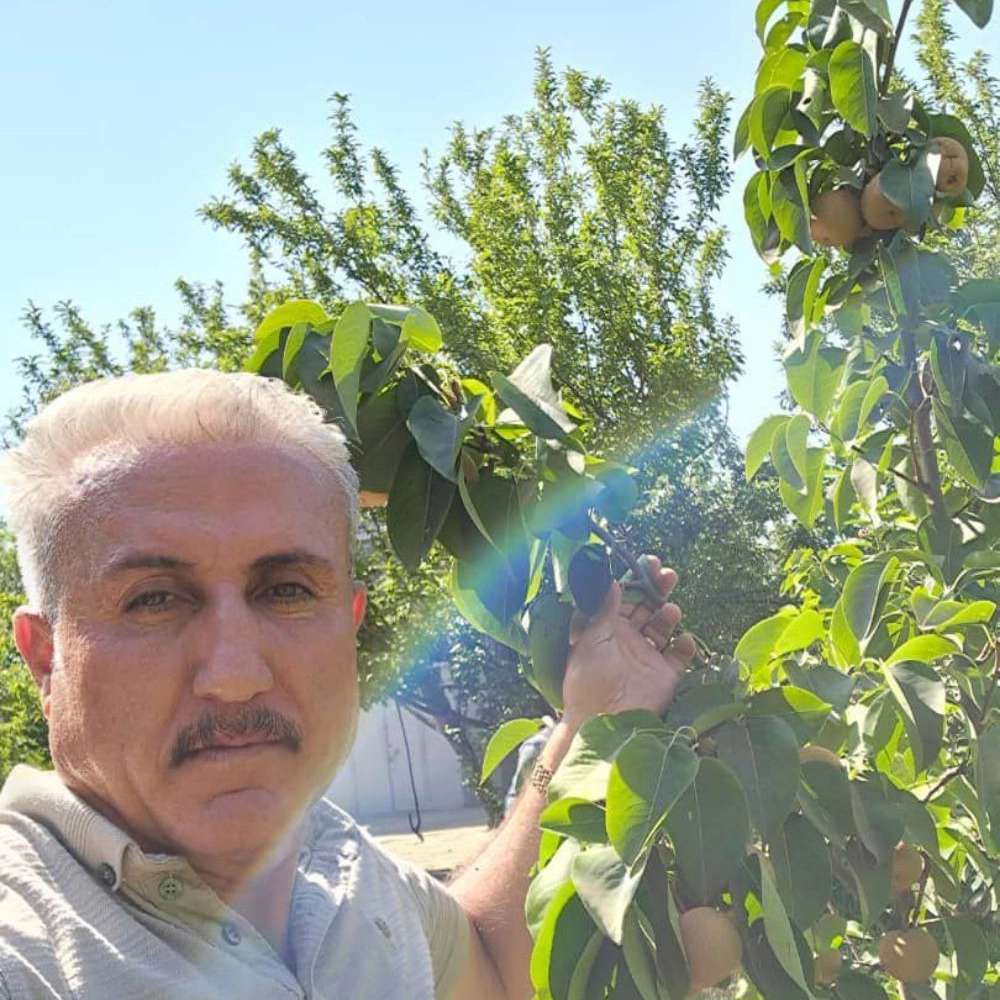 نهال گلابی پرتقالی نهال گلابی پرتقالی