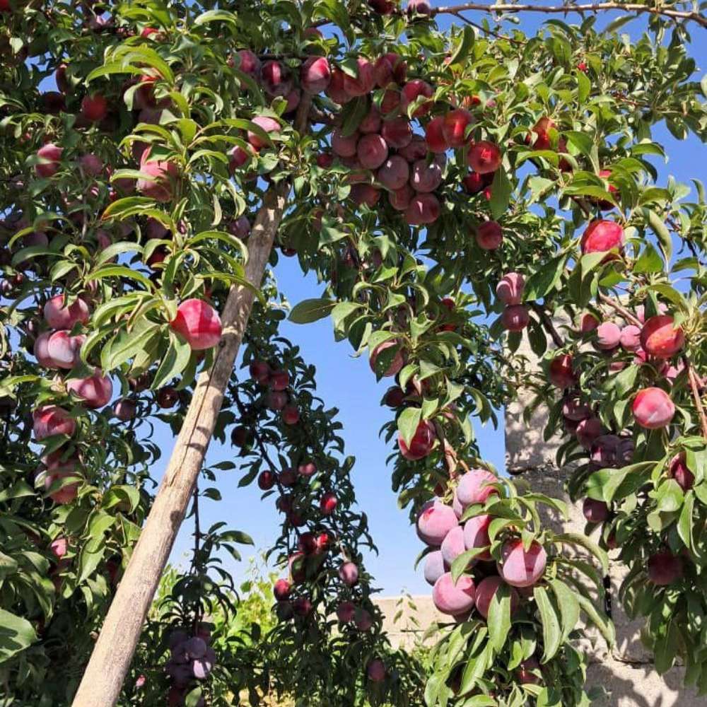 نهالستان ارس زرینه، فروش نهال گردو زردآلو هلو سیب در میاندوآب نهالستان ارس زرینه، فروش نهال گردو زردآلو هلو سیب در میاندوآب