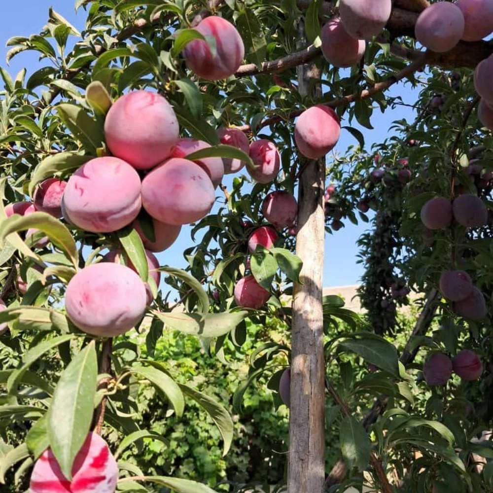 نهالستان ارس زرینه، فروش نهال گردو زردآلو هلو سیب در میاندوآب نهالستان ارس زرینه، فروش نهال گردو زردآلو هلو سیب در میاندوآب