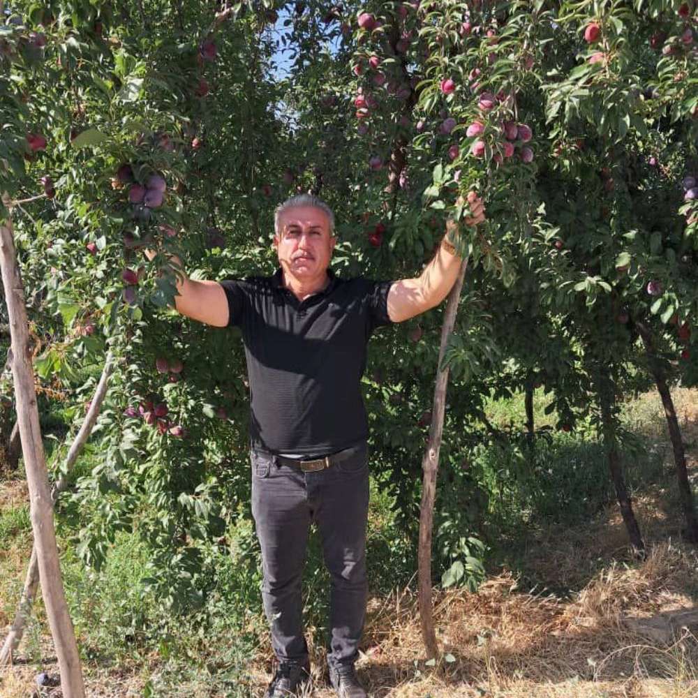 نهالستان ارس زرینه، فروش نهال گردو زردآلو هلو سیب در میاندوآب نهالستان ارس زرینه، فروش نهال گردو زردآلو هلو سیب در میاندوآب
