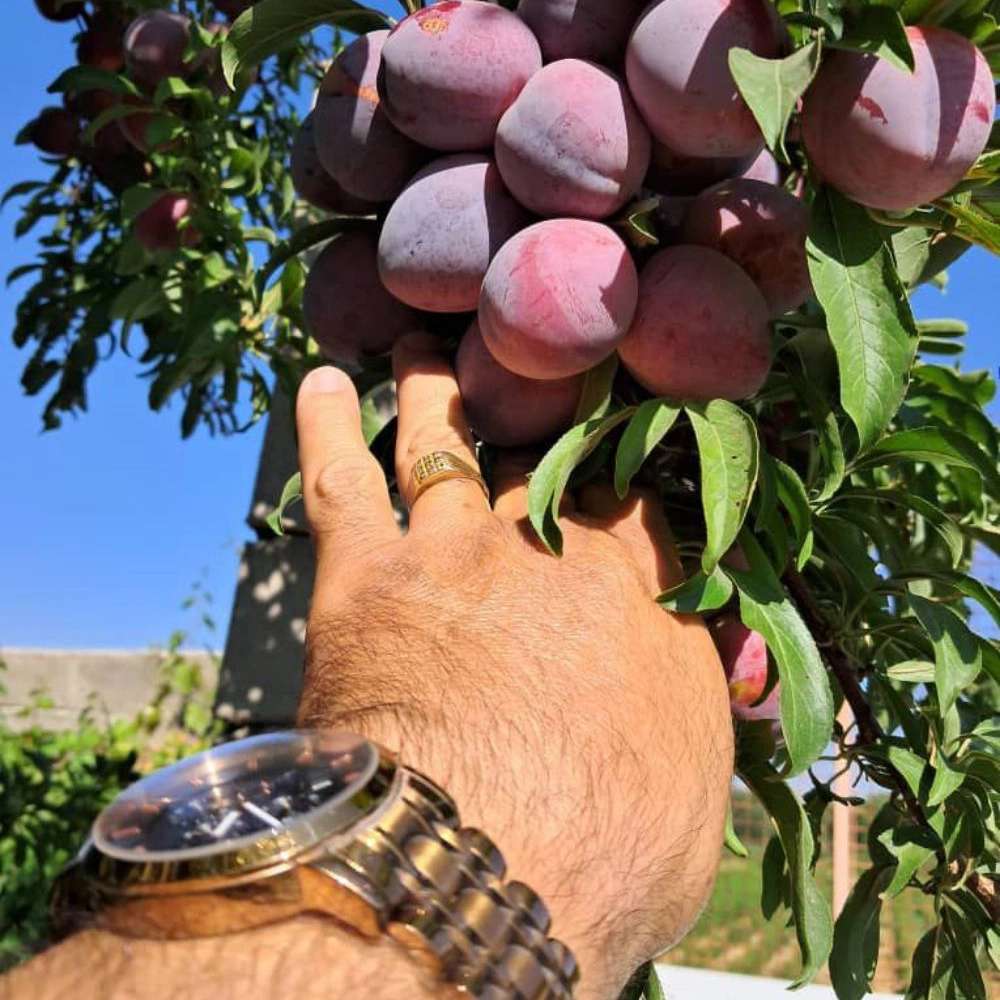 نهالستان ارس زرینه، فروش نهال گردو زردآلو هلو سیب در میاندوآب نهالستان ارس زرینه، فروش نهال گردو زردآلو هلو سیب در میاندوآب