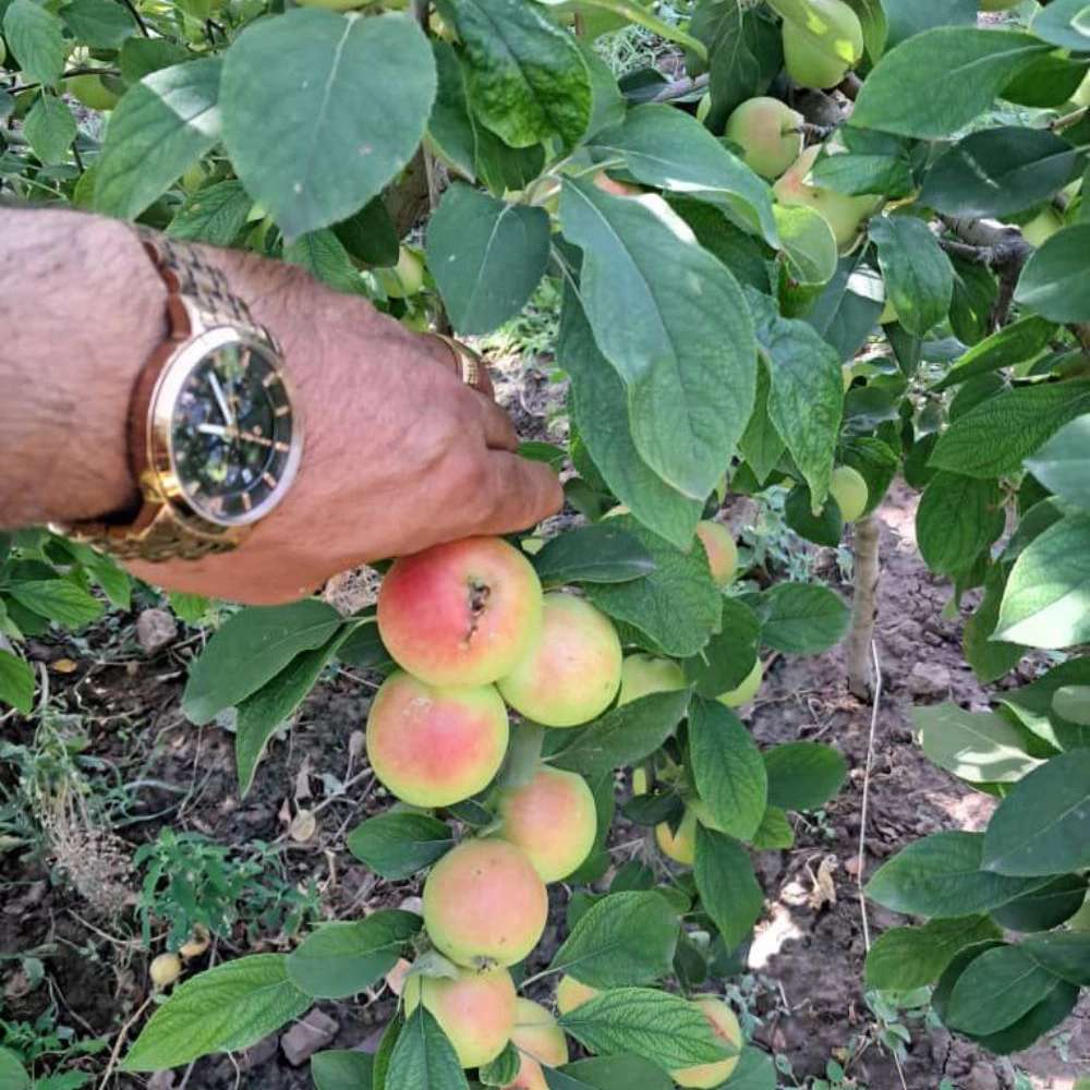 نهال سیب اصلاح شده و پیوندی نهالستان ارس زرینه نهال سیب اصلاح شده و پیوندی نهالستان ارس زرینه