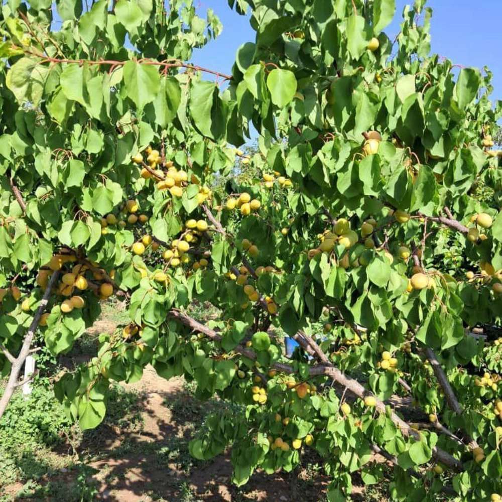 فروش انواع نهال زردآلو قیسی نهالستان ارس زرینه مهندس ابراهیمی فروش انواع نهال زردآلو قیسی نهالستان ارس زرینه مهندس ابراهیمی