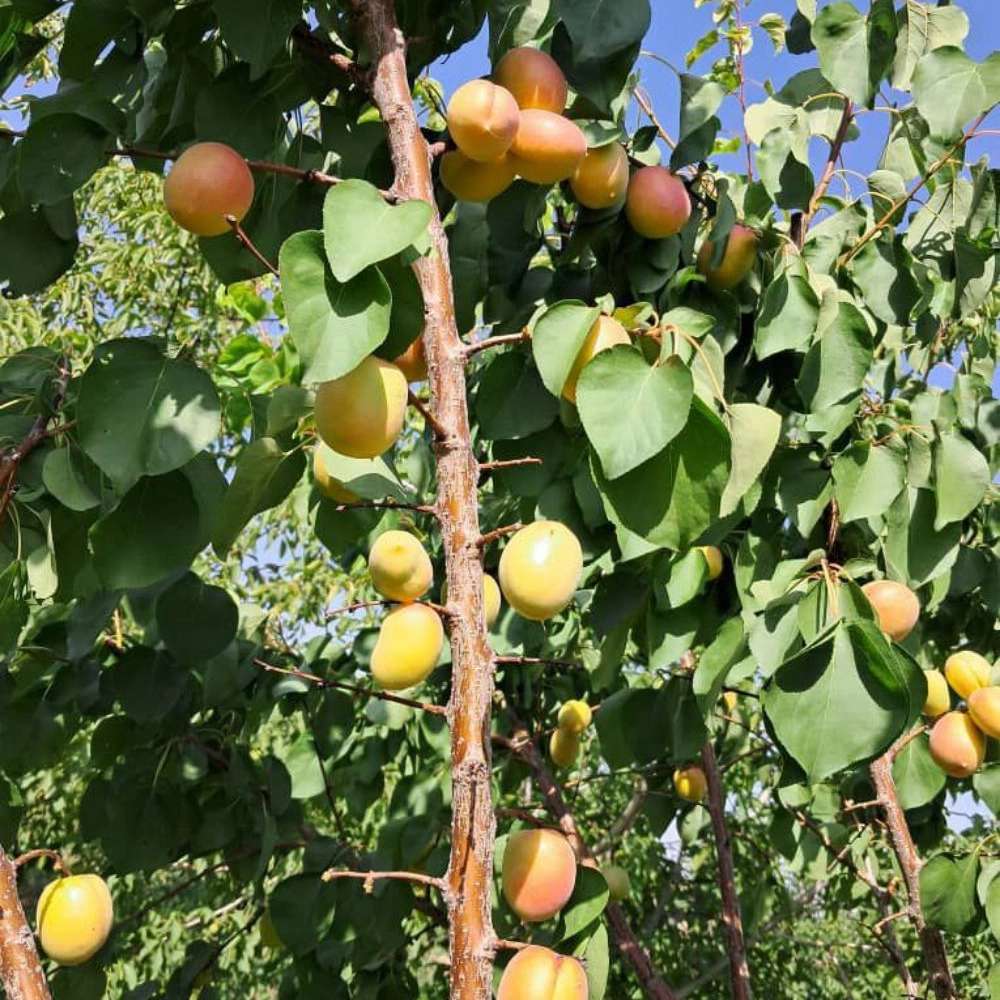 فروش انواع نهال زردآلو قیسی نهالستان ارس زرینه مهندس ابراهیمی فروش انواع نهال زردآلو قیسی نهالستان ارس زرینه مهندس ابراهیمی