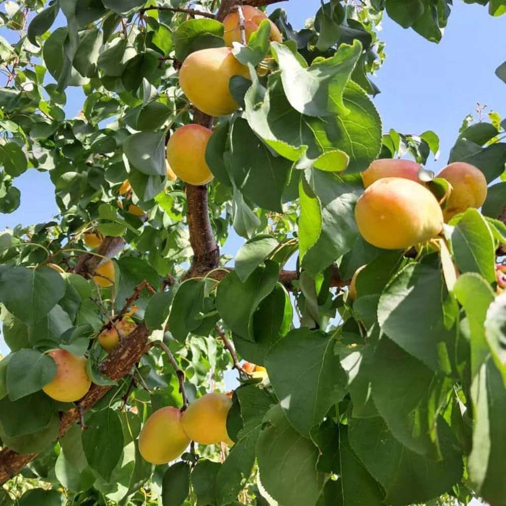 فروش انواع نهال زردآلو قیسی نهالستان ارس زرینه مهندس ابراهیمی فروش انواع نهال زردآلو قیسی نهالستان ارس زرینه مهندس ابراهیمی