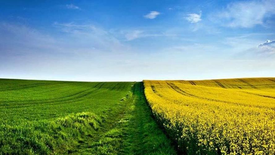 متجر أرز مازندران